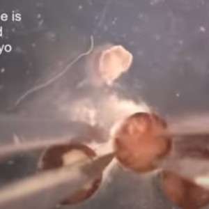 Из клеток кожи лягушки создала ксеноботов – биологические микромашины, которые могут двигаться, питаться и даже воспроизводиться на клеточном уровне.